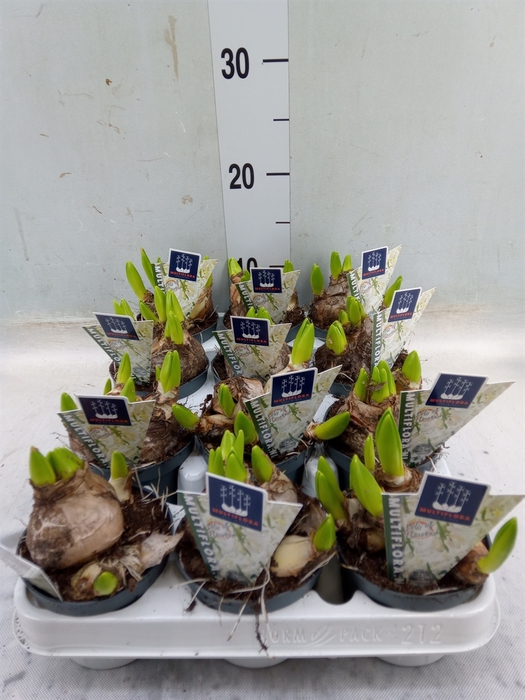 <h4>Hyacinthus orie. 'Multifl' ..</h4>