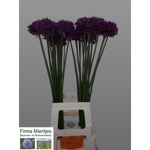 ALLIUM STATOS