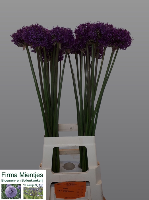<h4>ALLIUM STATOS</h4>