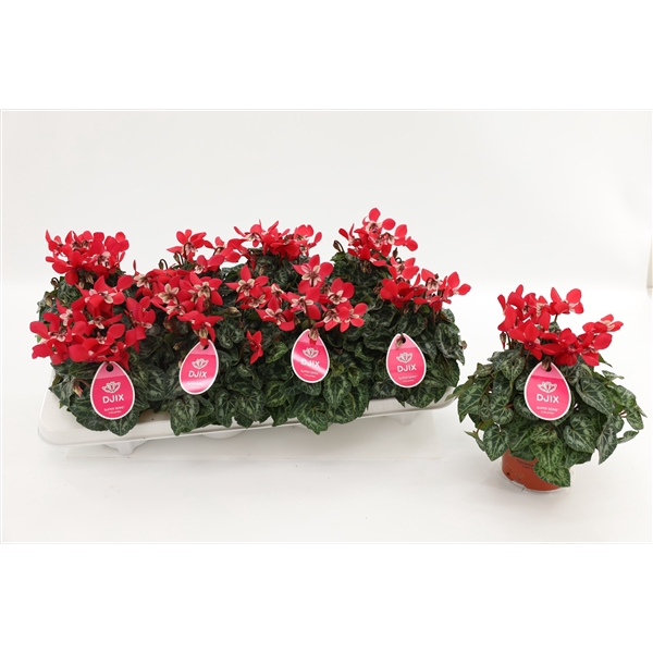 <h4>Cyclaam Djix Red</h4>