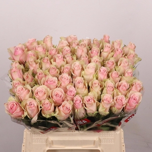R GR PINK ATHENA
