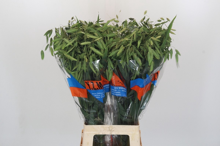 <h4>Chasmanthium latifolium 'Mantis'</h4>
