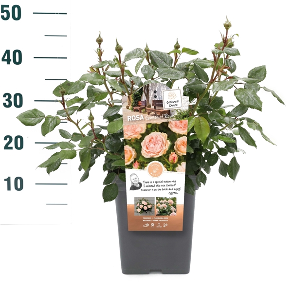 <h4>Rosa 'Garden of Roses' - Struik - VP5 - Categorie 2</h4>