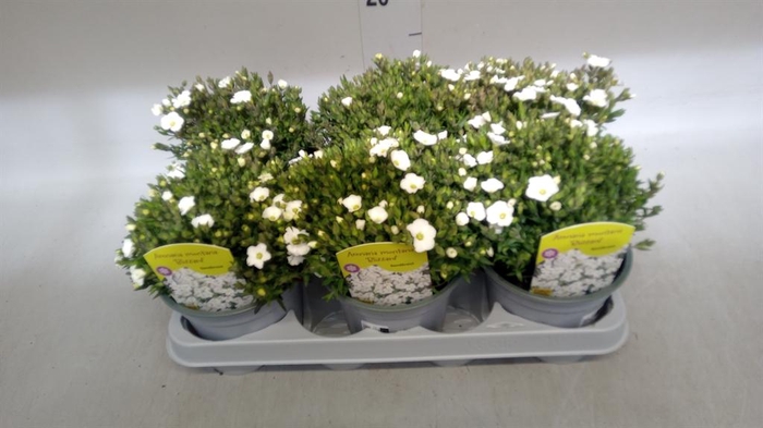 <h4>Arenaria montana</h4>