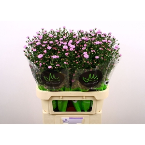 ASTER N-B 'DOUBLE DATE PINK'