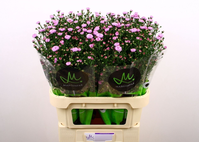 <h4>ASTER N-B 'DOUBLE DATE PINK'</h4>
