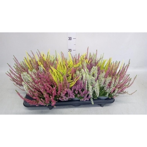 Calluna vulg. 'Beauty L Quattro'