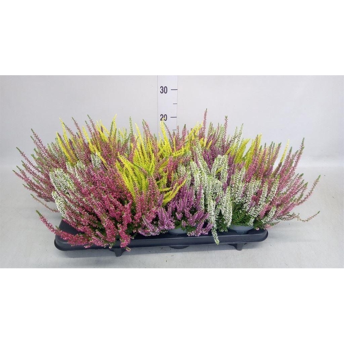 <h4>Calluna vulg. 'Beauty L Quattro'</h4>