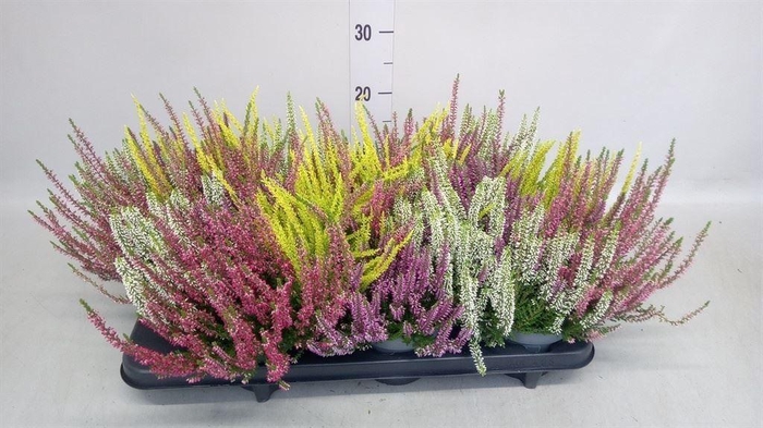 <h4>Calluna vulg. 'Beauty L Quattro'</h4>