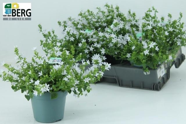 arr8 Camp Poscharskyana