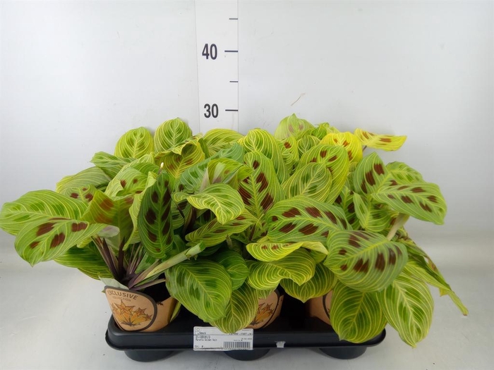 <h4>Maranta leuc.   ...</h4>