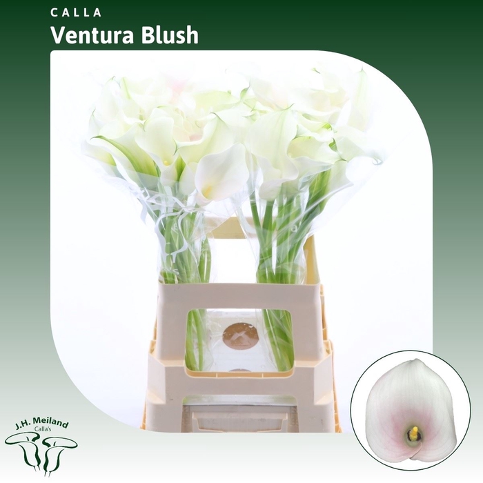 <h4>Calla Ventura Blush</h4>
