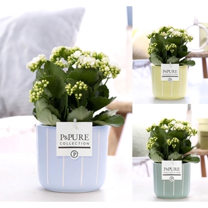 Kalanchoe white in P&PURE Fleur ceramics ass.3
