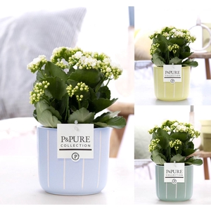 Kalanchoe white in P&PURE Fleur ceramics ass.3