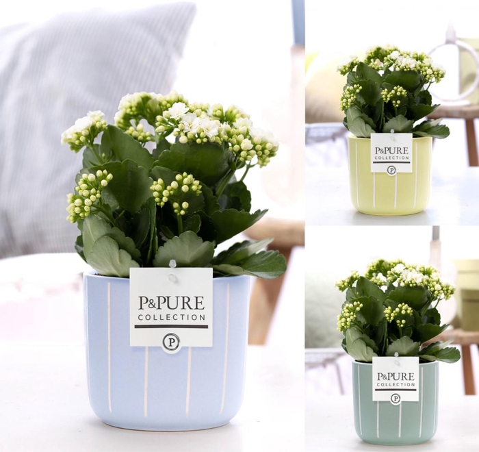 <h4>Kalanchoe white in P&PURE Fleur ceramics ass.3</h4>