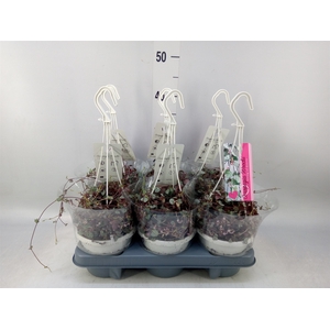 Ceropegia woodii 'Silver Glory'
