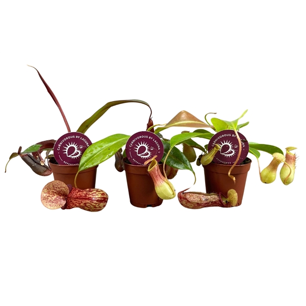 Nepenthes mix 5,5 cm