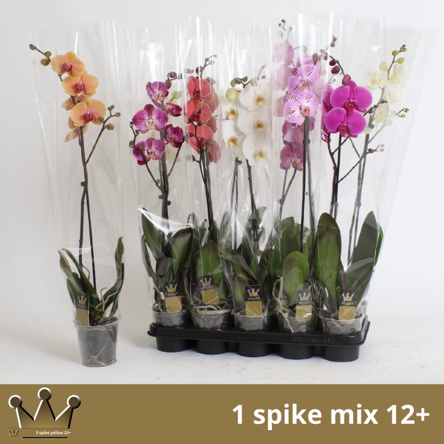 <h4>PHAL GEM 7 KL</h4>