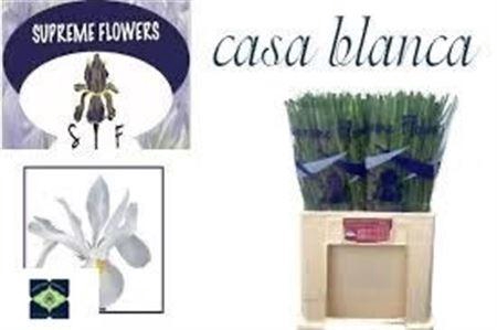 <h4>Iris Casablanca</h4>