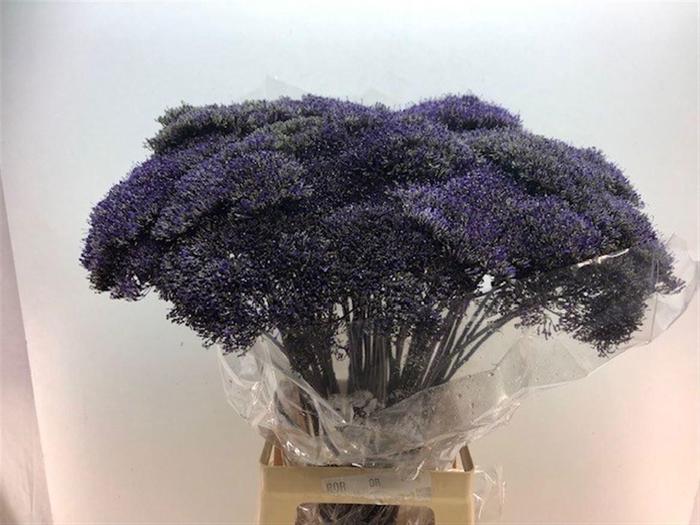 <h4>TRACH LAKE SUPERIOR</h4>