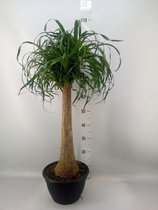 <h4>Beaucarnea recurvata</h4>
