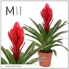 Vriesea Intenso Red