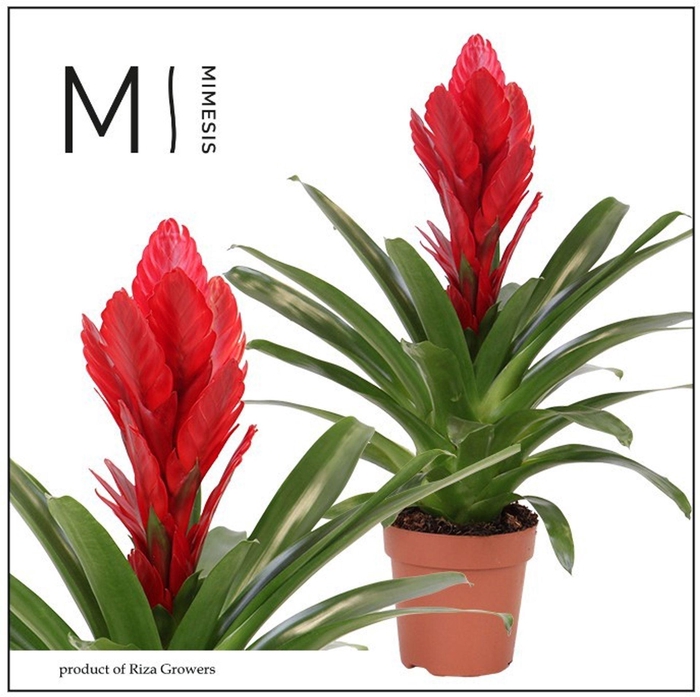 <h4>Vriesea Intenso Red</h4>
