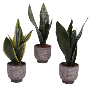 Sansevieria mix Ø09cm in Ø11cm Ceramic PL671