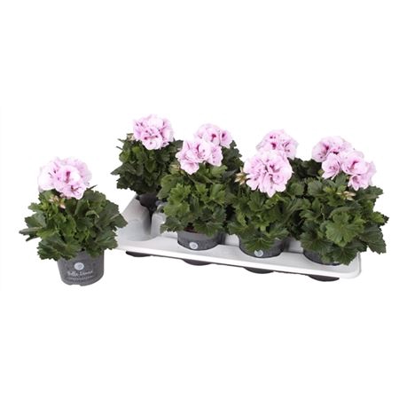 <h4>Pelargonium Don Tequilla</h4>