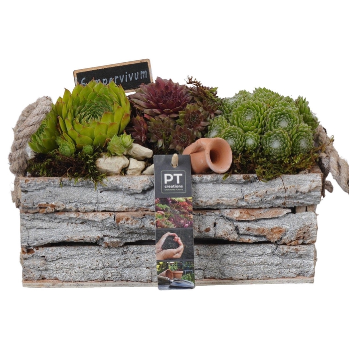 <h4>Arr.  Sempervivum L%</h4>
