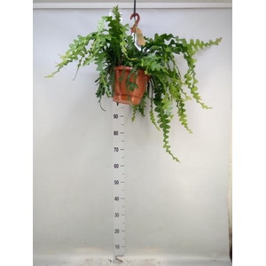Epiphyllum anguliger