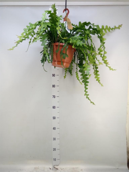 <h4>Epiphyllum anguliger</h4>