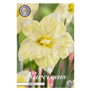 Narcissus Splitcrown cassata x5 14/16