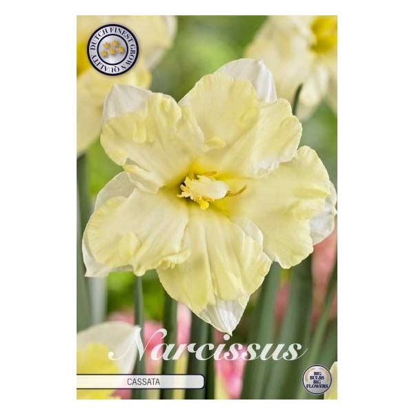 <h4>Narcissus Splitcrown cassata x5 14/16</h4>