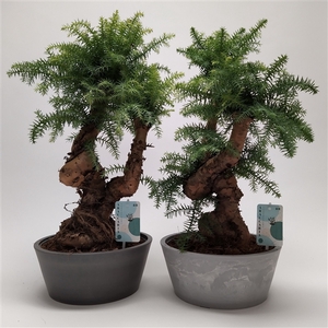 Araucaria Cunninghamii Bonsai 'Pure Natural' 25 cm