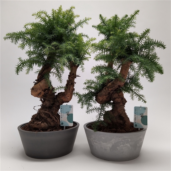 <h4>Araucaria Cunninghamii Bonsai 'Pure Natural' 25 cm</h4>