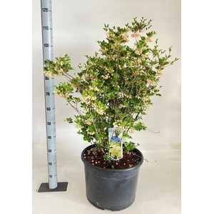ENKI CAMPANULATUS