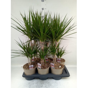 Dracaena marg.
