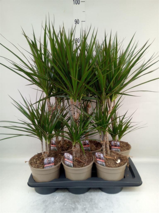 <h4>Dracaena marg.</h4>