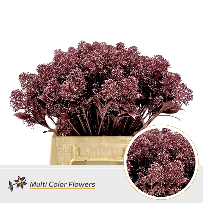 <h4>Skimmia Rose Goud</h4>
