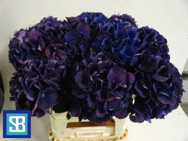 <h4>HYDR M ROYAL KING</h4>