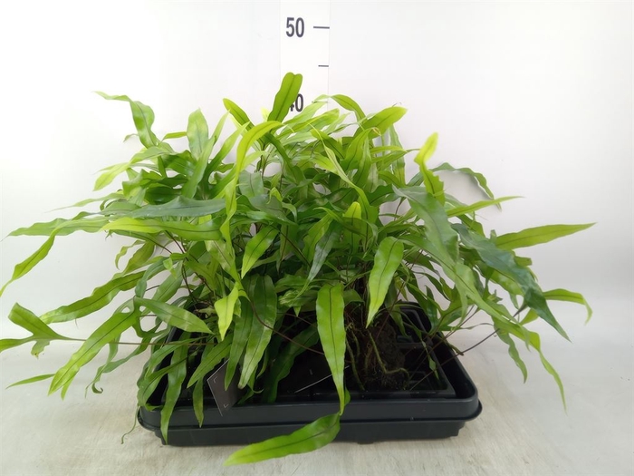 <h4>Arr.   Kamerplant Groen H%</h4>