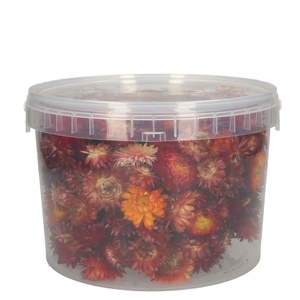 Dried flowers Helichryseum head 100g