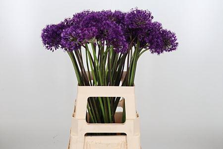 <h4>ALLIUM PURPLE SENSATION</h4>