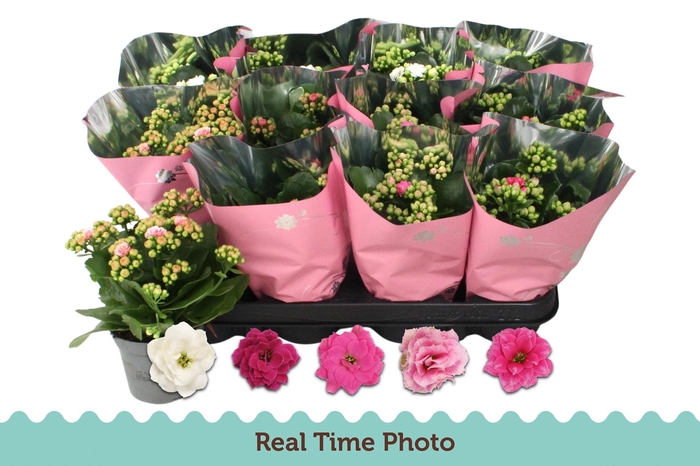 <h4>KAL GE GEM 5 KL</h4>