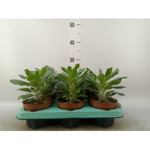 Pachypodium saundersii