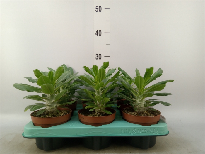 <h4>Pachypodium saundersii</h4>