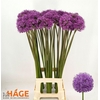 Allium Gladiator