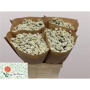 Tanacetum Single Vegmo