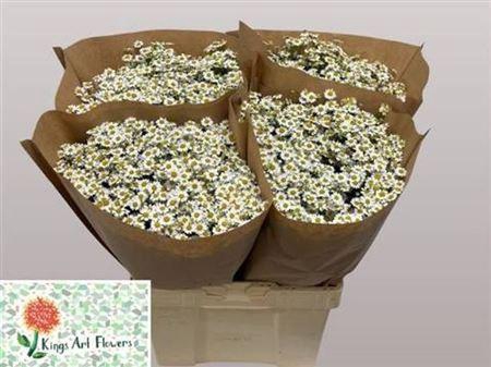 <h4>Tanacetum Single Vegmo</h4>